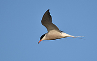 Common Tern (Sterna hirundo)